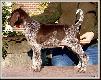 ARCO (Archie Keiviento x Akita Ayla v.d. Lutevelde) - 8 tygodni :)