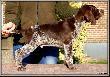 ARON (Archie Keiviento x Akita Ayla v.d. Lutevelde) - 8 tygodni :)