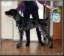NAJRA Hubert�wka znad Parsety (Archie Keiviento x Fiona Kajminia)