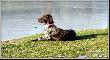 NIGA Hubert�wka znad Parsety (Archie Keiviento x Fiona Kajminia)