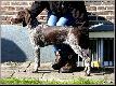 AKITA (Archie Keiviento x Akita Ayla v.d. Lutevelde)