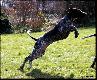 AKITA (Archie Keiviento x Akita Ayla v.d. Lutevelde)