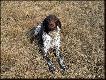 NERDA Hubert�wka znad Parsety (Archie Keiviento x Fiona Kajminia)
