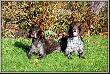 �sma zona Arta - KS Silny V.d. Waltakke :)