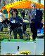 CWC Inowroclaw 2013 - 11 miesieczna NERDA  Hubert�wka znad Parsety ( Archie Keiviento x Fiona Kajminia) - zw. ml., naj. junior, Zwyciezca Rasy BOB, BOG II