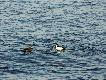 G�go�y.