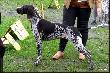 IZIS NUTKA z Czarciego Uroczyska (Archie Keiviento x Fenka Iwa Kajminia) - CACIB L�dz - doskonala 2 !!