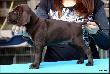 NAPOLEON LEROY v.d. Slotbosse Heide (Archie Keiviento x Floor Luna v.d. Slotobosse Heide) - 6 tygodni