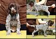 DUCO v.d Waltakke (Archie Keiviento x KS SIlny v.d. Waltake) - 6 tygodni, niektore samce sa jeszcze wolne !!