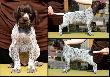 DEVIL v.d Waltakke (Archie Keiviento x KS SIlny v.d. Waltake) - 6 tygodni, niektore samce sa jeszcze wolne !!
