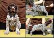 DIESEL v.d Waltakke (Archie Keiviento x KS SIlny v.d. Waltake) - 6 tygodni, niektore samce sa jeszcze wolne !!