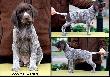 Archie Keiviento x KS Silny v.d. Waltakke - 7 tygodni