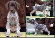 Archie Keiviento x KS Silny v.d. Waltakke - 7 tygodni