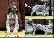 Archie Keiviento x KS Silny v.d. Waltakke - 7 tygodni