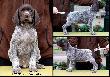 Archie Keiviento x KS Silny v.d. Waltakke - 7 tygodni