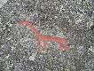 Foto 143: Ryty naskalne: Wygl�da jak okapi, ale one nigdy nie �y�y w Skandynawii..