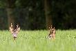 02-06-2013. Zdj�cie ��czone z dw�ch :-) �eby lepiej oceni� koz�a.