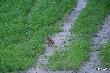 
...widziane s� we wszystkich zak�tkach �owiska- a� rado�� bierze..