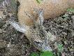stary s�aby sz�staczek D.B.