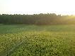 Chwil� po zrobieniu tego zdi�cia wyszed� z lasu ten �aciaty dzik