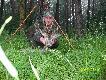 Kolejny podch�d w tak "pi�kn�" deszczow� pogod� zako�czony oto tym (4)staruszkiem...Waga tylko 12 kg..Pozdrawiam..DB..Rajmund..