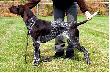 TARA v.d. Blanke Biele (Archie Keiviento x Kyra v.d. Blanke Biele) - 7 miesiecy