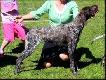 NEFRA Hubert�wka znad Parsety (Archie Keiviento x Fiona Kajminia)