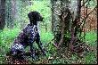 NEFRA Hubert�wka znad Parsety (Archie Keiviento x Fiona Kajminia)