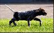 DUCO v.d. Waltakke  (Archie Keiviento x KS Silny v.d. Waltakke)