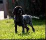 DIANA v.d. Waltakke  (Archie Keiviento x KS Silny v.d. Waltakke)