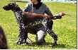 NERDA Hubert�wka znad Parsety (Archie Keiviento x Fiona Kajminia)