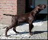 NAPOLEON LEROY v.d. Slotbosse - Heide (Archie Keiviento x Floor Luna v.d. Slotbosse - Heide) - 11 tygodni
