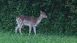 02-06-2013 Coraz cz�ciej spotykany w �owisku.