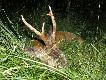 11.06.2013
Pierwszy w sezonie /oko�o 5-6 lat/