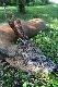 M�j drugi rogacz strzelony 09.06.2013 o 5.45 Wiek ok 10-11 lat 
