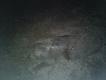 29.04.2013r Na �wie�o za sian� kukurydz� wybieg�y 3 przelatki, strzelam do ostatniego. tym oto dzikiem rozpocz��em sezon 2013r Darz B�r