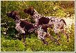 IZIS & IBIS z Czarciego Uroczyska (Archie Keiviento x Fenka Kajminia) - 16 miesiecy