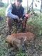 W maju zdany egzamin selekcjonerski, 29.06.2013 r. o godzinie 5 rano odstrzelony 1 kozio�. Darz B�r!