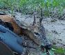 Szukaj�c wypatrzonego wcze�niej  my�kusa �w. Hubert  na mojej drodze w rewirze szukanego koz�a pokaza� innego ciekawego capa... Decyzja mog�a by� tylko jedna... a z my�kusem nadal walcze...DB