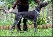 NAJRA Hubert�wka znad Parsety (Archie Keiviento x Fiona Kajminia)