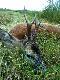  Wid�aczek strzelony wieczorow� por� :-) P�niej widzia�em jeszcze dziki. W�r�d nich by�y warchlaki wi�c odpu�ci�em.