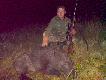   7 dzik w sezonie 2013,  strza� z 308W  za �opatk� na p�uca zatrzyma� go w miejscu. Waga 61 kg