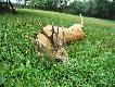 Wielotykowiec, z trzema mo�d�eniami :-) Komorowy strza� z 30-06 po�o�y� go w miejscu. 