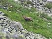 Inne g�ry, inne relikty polodowcowe: kozice.