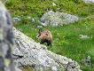 Inne g�ry, inne relikty polodowcowe: kozice.