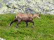 Inne g�ry, inne relikty polodowcowe: kozice.