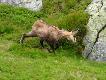 Inne g�ry, inne relikty polodowcowe: kozice.