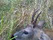 Ciekawy rogacz pozyskany dzi� rano o 4:45. Uszkodzona �y�ka prze ten grot odstaj�cy do ty�u.