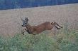 Nietypowo bo z aparatem... tzw. atak na wabi�cego ;)