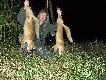 9-10 lisek w tym sezonie...,strza� �rutem.Kniej�wka to dobra bro� na rudzielce.Darz B�r kemor21...